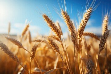 Close Up of Wheat Field With Blue Sky Background Generative AI