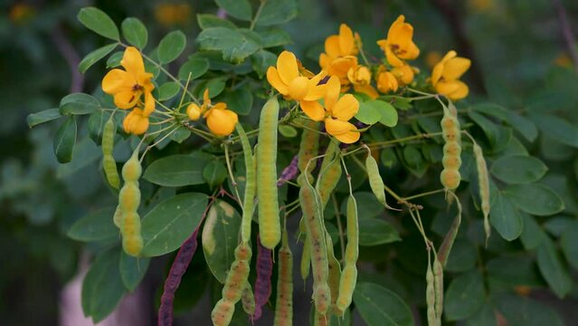 Vibrant yellow Senna flowers in full bloom, accompanied by green foliage and developing seed pods.