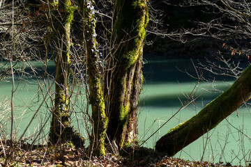 View through old trees with moss towards a calm river shivering in green and black