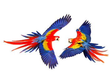Colorful flying Scarlet Macaw parrots isolated on transparent background png file