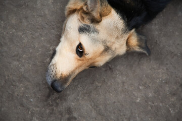  a mongrel dog’s muzzle, close-up of a dog in a rural yard, cute breedless dog, stray dog