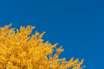 Fototapeta na wymiar Yellow color of Ginkgo tree leaf on clear blue sky background