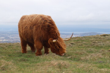 highland cow in a field above the beautiful Edinburgh