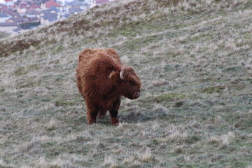 highland cow in a field above the beautiful Edinburgh