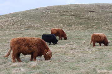 highland cow in a field above the beautiful Edinburgh
