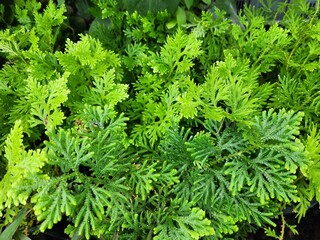 Selaginellaceae Ferns have rounded or heart-shaped rhizomes and hairs. The edges are smooth or sawtoothed. Ground cover is popularly grown as an ornamental plant.
