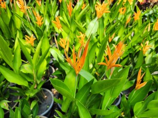 Strelitzia reginae is a flowering plant with both single stems and clumps, with underground rhizomes. It has flowers that look like birds spreading their wings.