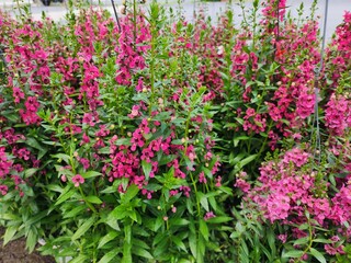 Angelonia goyazensis is an herbaceous plant. The stems are straight, fragrant, and the flowers come in many colors. Popularly grown as an ornamental plant.