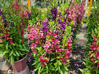 Fototapeta na wymiar Angelonia goyazensis is an herbaceous plant. The stems are straight, fragrant, and the flowers come in many colors. Popularly grown as an ornamental plant.