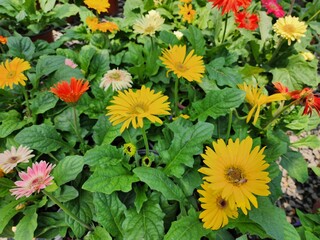Gerbera jamesonii is a single-leaved herbaceous plant that grows into a single cluster at the tip of the shoot. There are many colors such as yellow flowers, white flowers, purple flowers, and pink .