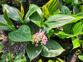 Medinilla Myriantha is a soft shrub that grows in rock crevices. The round fruit has a beautiful pink color similar to pearl beads. Popularly grown as an ornamental plant.