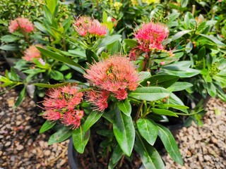Xantrostemon chrysanthus is a large shrub with flowers in clusters resembling apple blossoms in white, yellow, orange, pink, red and orange-red.