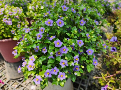 Exacum affine is a rare plant native to Socotra Island, which is in the Yemen archipelago. in the Indian Ocean It is a herbaceous plant with beautiful purple flowers and yellow stamens.