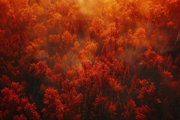 A fiery red and orange autumn forest from above seasonal beauty in nature landscape.