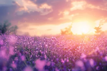 Tuinposter A field of lavender with a sunset backdrop creating a tranquil and aromatic nature landscape © Nisit