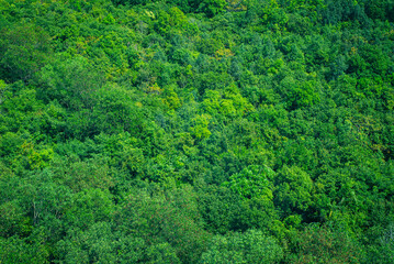 Bird view of forest