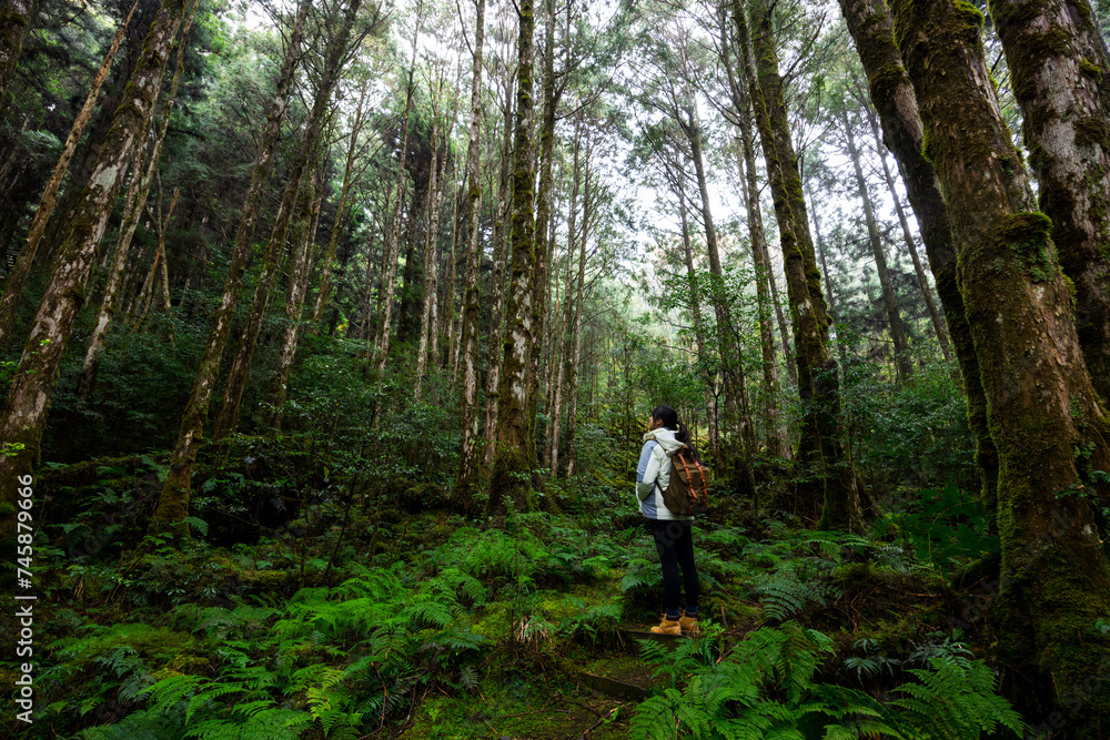 Canvas Prints woman go hiking over the forest