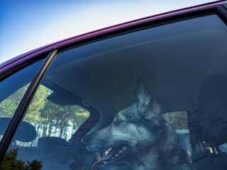 A dog sitting in a locked car in a parking lot and looking through the window.