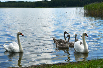 beautiful birds swans near the shore of the lake