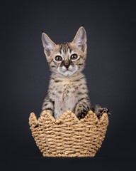 Cute Savannah cat kitten, sitting in a eggshell shaped basket. Looking towards camera. Isolated on a black background.