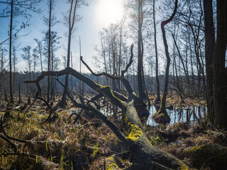 A fallen tree in a swamp in Kampinos National Park, Poland.