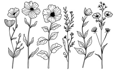 Assortment of sketched botanicals. A curated set of illustrated foliage and floral stems