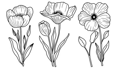 Set of botanical illustrations drawn by hand. A series featuring detailed sketches of blossoms and foliage
