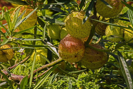 African milkweed (Gomphocarpus physocarpus) 15318