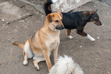 Dog in animal shelter outdoor. Cute puppies in a cage at an animal shelter