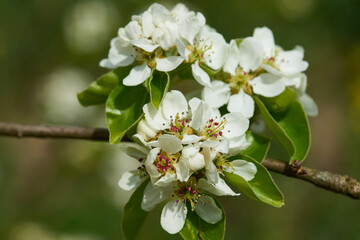 Birnbaum Blüten auf einer Streuobstwiese	