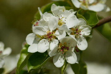 Birnbaum Blüten auf einer Streuobstwiese	