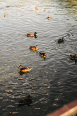 ducks in the lake