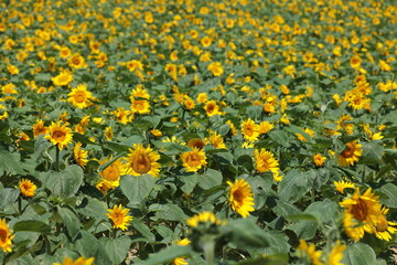 炎天下の畑で咲き乱れるひまわりの花