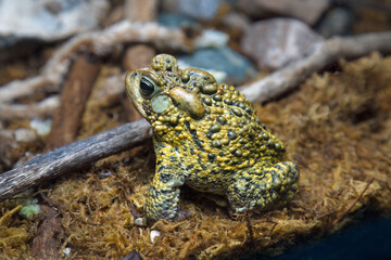 american toad big amphibian monster frog ecosystem