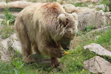 Ursus arctos, a bear in the zoo eats