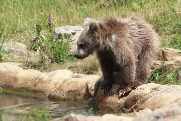 Ursus arctos, brown bear cub in zoo