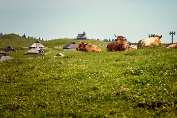 Velika Planina. High mountains. Slovenia
