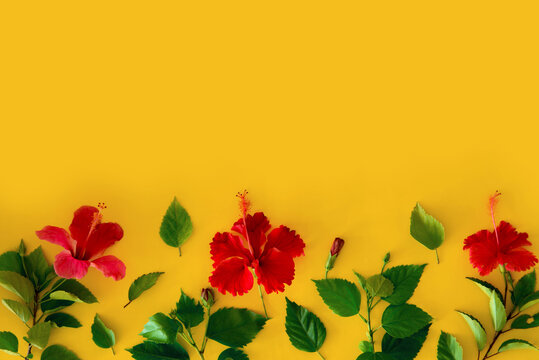 Set of tropical plants and bright large flower of red hibiscus buds of red hibiscus isolated and leaves on yellow backgroun. concept postcard red flower hibiscus. summer