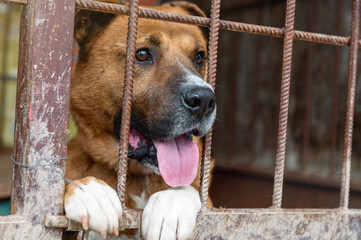 Dog in animal shelter waiting for adoption. Canine behind bars. Dogs gaze through a metal fence