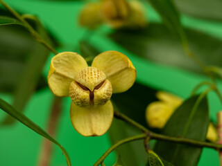 Lamduan flower, yellow flower on blurred background, Sisaket provincial flower, Thailand