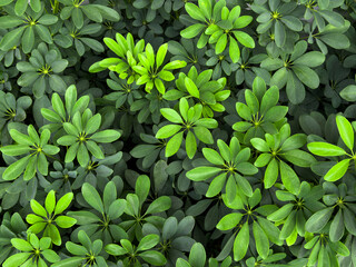 Green leaves background Nature background