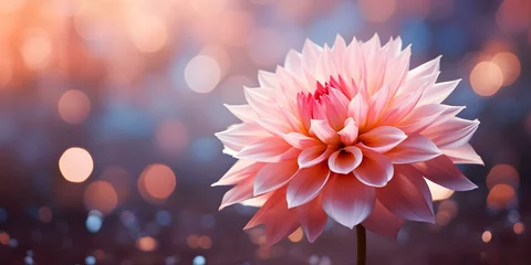 Zelfklevend Fotobehang Gorgeous pink dahlia bloom surrounded by dreamy bokeh lighting for text. Concept Dahlia Bloom, Pink Flowers, Bokeh Lighting, Dreamy Background, Text Overlay © Ян Заболотний