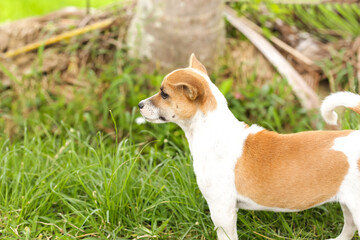 Little funny price tag in the garden on the background of green grass