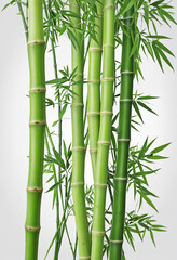 bamboo bunch with green leaves, png file of isolated cutout object on transparent background