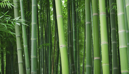 bamboo forest background green colour, colorful background, nature, asian plants