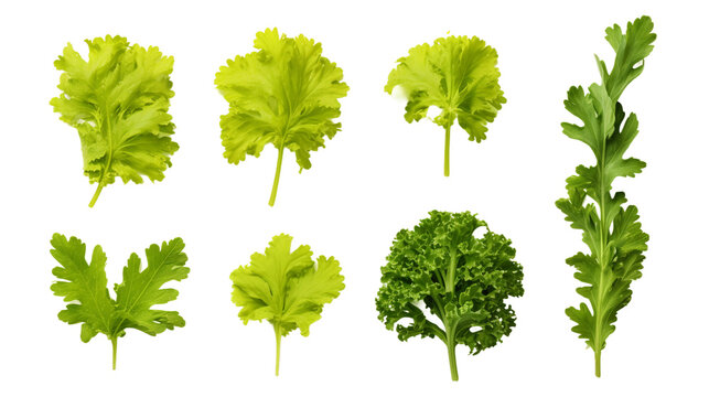 Mustard Greens Isolated on Transparent Background: Vibrant 3D Digital Art for Culinary Ingredient Images, Perfect for Health and Nutrition Concepts in Kitchen Design and Botanical Illustrations.