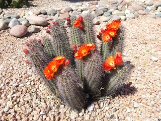 Desert style xerisacped ground with flowering Hedgehog cacti, Echinocereus family, also known as Kingcup cactus, Claretcup, Mojave mound cactus