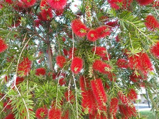 Crimson Callistemon grown as weeping bottlebrush tree with red colored fluffy flowers