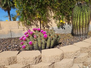 Desert style xerisacped ground with flowering Hedgehog cacti, Echinocereus family, also known as Kingcup cactus, Claretcup, Mojave mound cactus