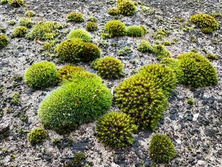 Green moss texture. Moss background. Green moss on grunge texture